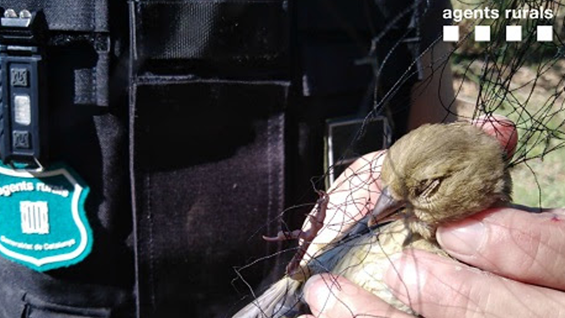 El Cos d’Agents Rurals enxampa “in fraganti” una persona que capturava aus amb arts de caça prohibides a les Garrigues