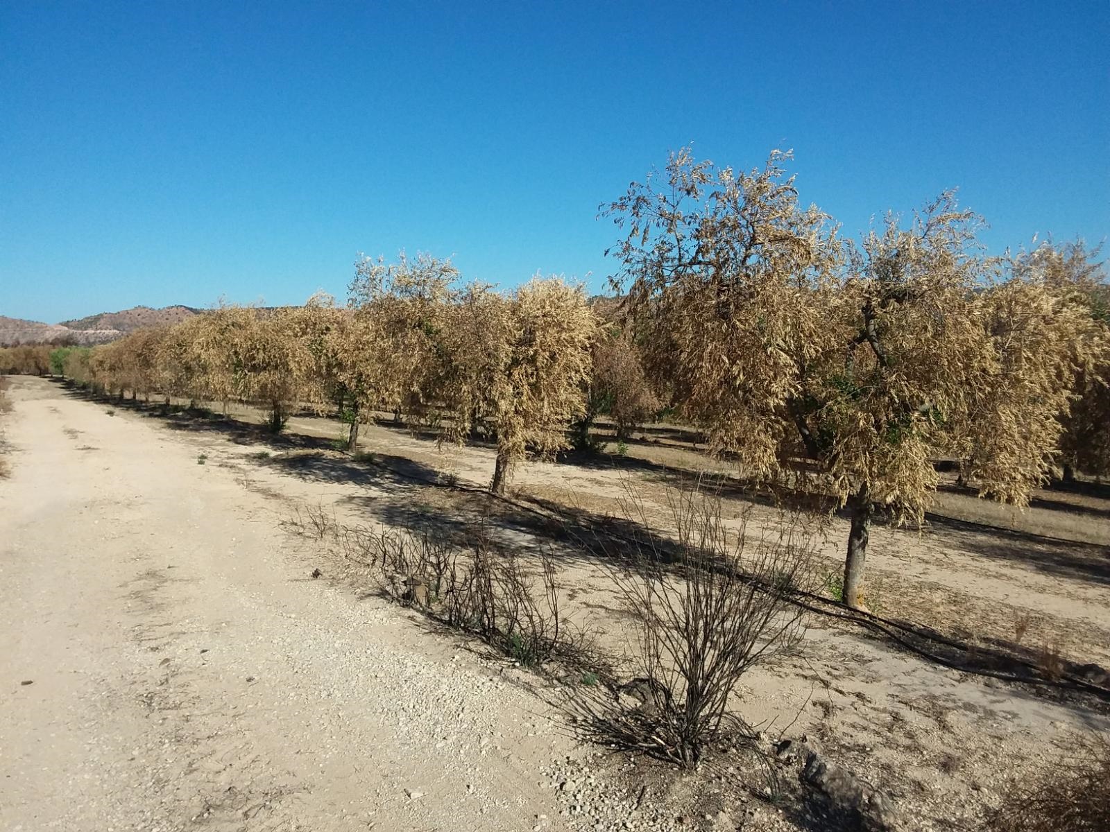 El Departament d’Agricultura rep 85 sol·licituds d’ajuts d’afectats per l’incendi de la Ribera d’Ebre, les Garrigues i el Segrià