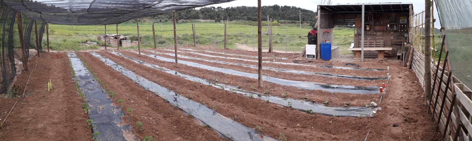 Èxit dels horts urbans a Castelldans