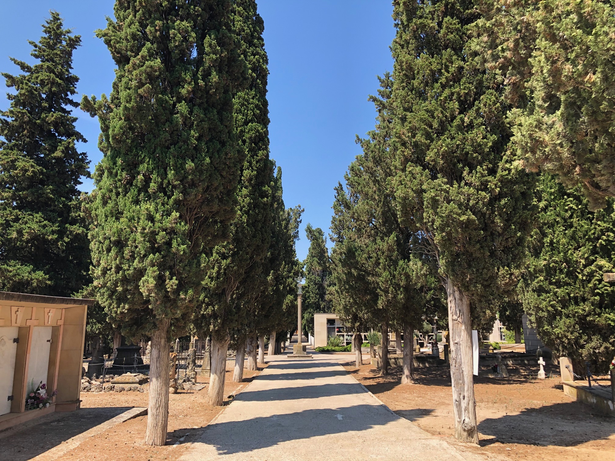 Les Borges aplicarà un tractament fitosanitari als arbres de gran magnitud per evitar-ne l’assecada