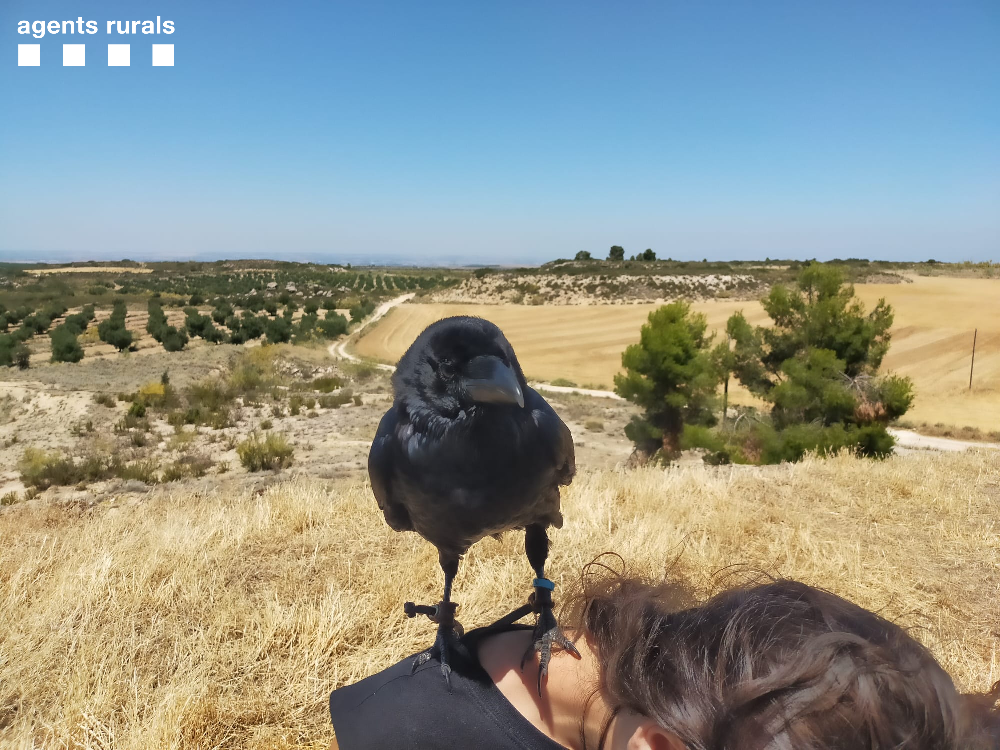 Agents Rurals denuncien una  Tiktoker per fer volar corbs sense autorització a la Reserva Natural Parcial del Mas de Melons