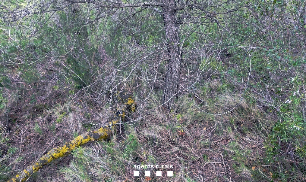 Els Agents Rurals enxampen i denuncien un furtiu reincident en una àrea privada de caça de les Garrigues
